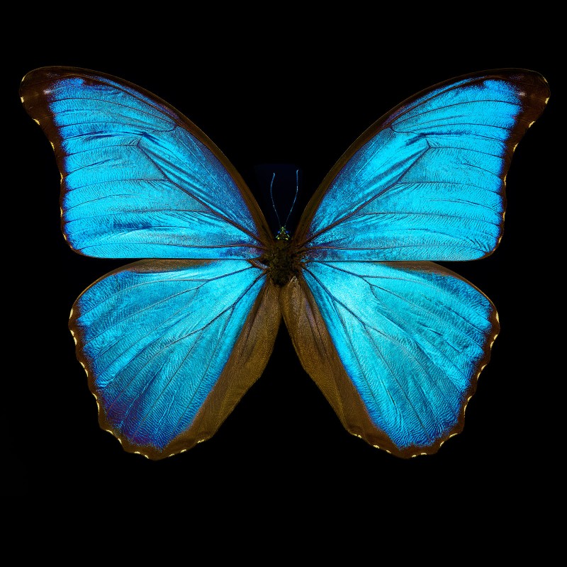 Картина Butterfly III, Lumas (Германия)